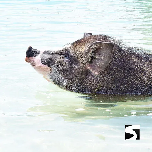 Amazing Pig Island Tour - Cruise Ship Tours