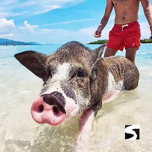 Amazing Pig Island Tour - Cruise Ship Tours