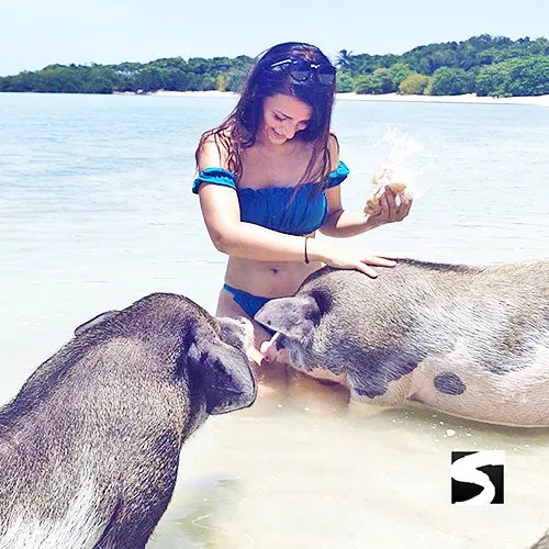 Amazing Pig Island Tour - Cruise Ship Tours