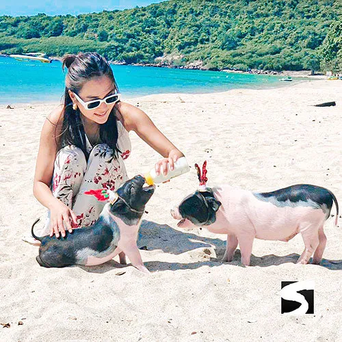 Amazing Pig Island Tour - Cruise Ship Tours