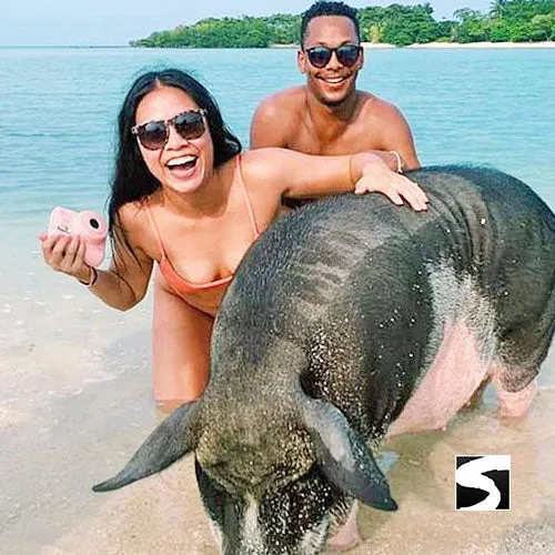 Amazing Pig Island Tour - Cruise Ship Tours