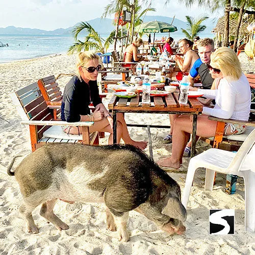 Amazing Pig Island Tour - Cruise Ship Tours