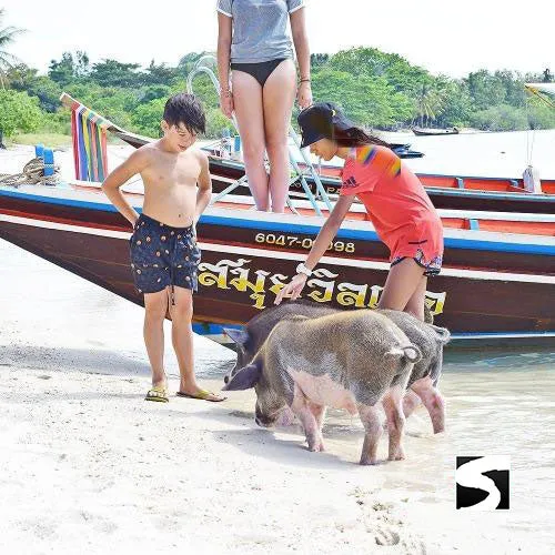 <b>26-02-25 **Hot Deal 30%**</b></br> Pig Island VIP Longtail Boat
