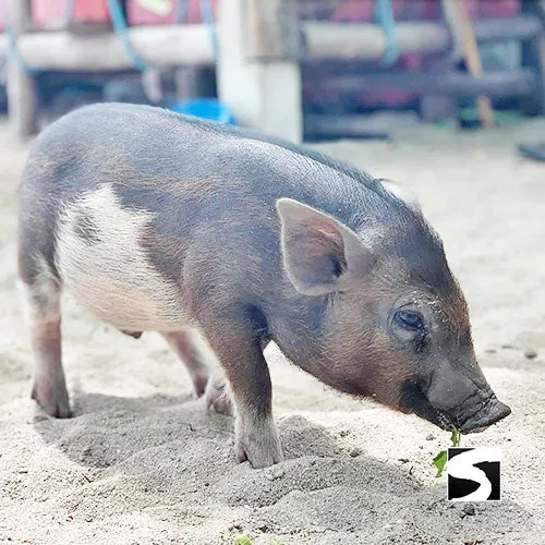 Pig Island VIP Snorkeling Longtail Boat Koh Mudsum & Koh Tan