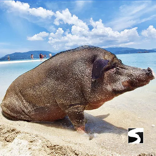 Pig Island VIP Snorkeling Longtail Boat Koh Mudsum & Koh Tan