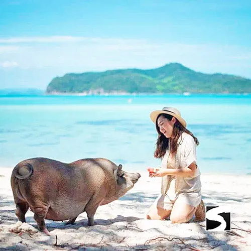 Pig Island VIP Snorkeling Longtail Boat Koh Mudsum & Koh Tan