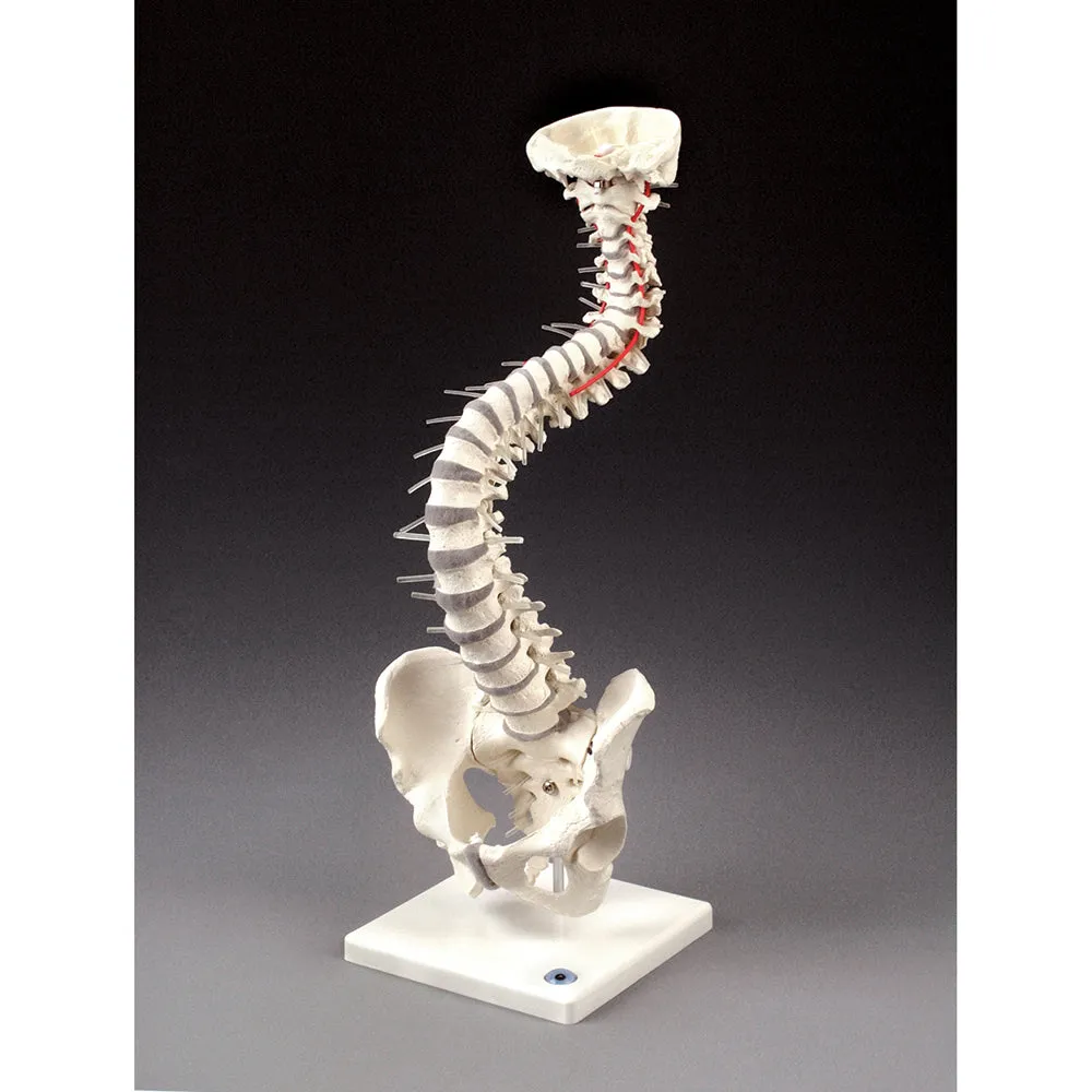 Soft Disc Vertebal Column - Z4009