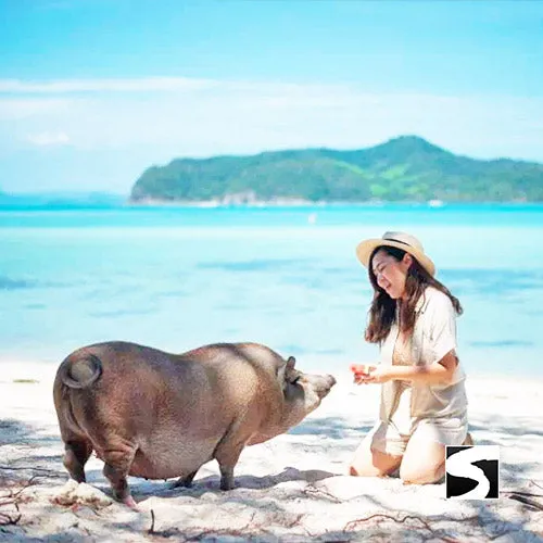 Sunset snorkeling tour pig island Koh Mudsum & Koh Tan