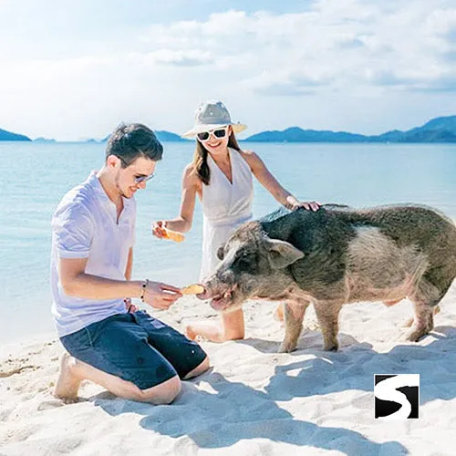 Sunset snorkeling tour pig island Koh Mudsum & Koh Tan
